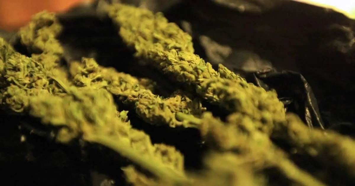 Truck from Visakhapatnam carrying Rs 1.25 crore worth ganja caught