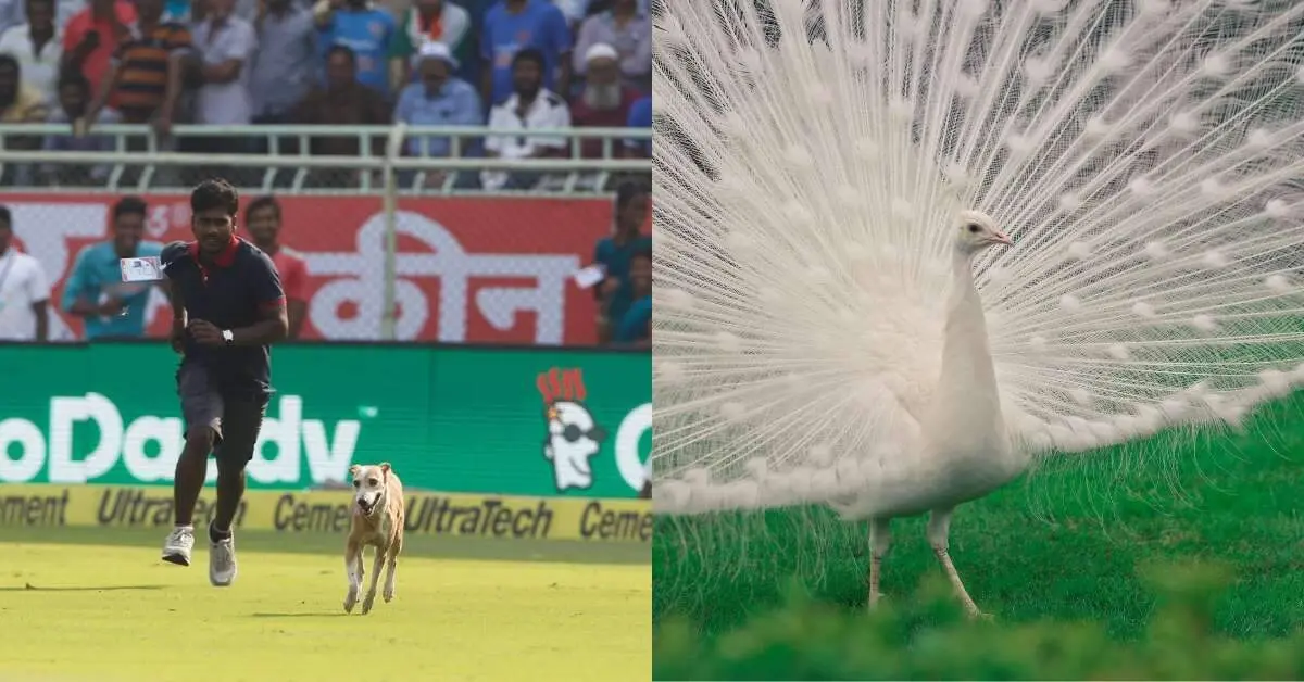 6 iconic times animals stole the show in Visakhapatnam and won our hearts!