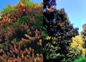 The fascinating legend behind the viral new attraction, Pink Forest or Uppa Trees, near Vizag!