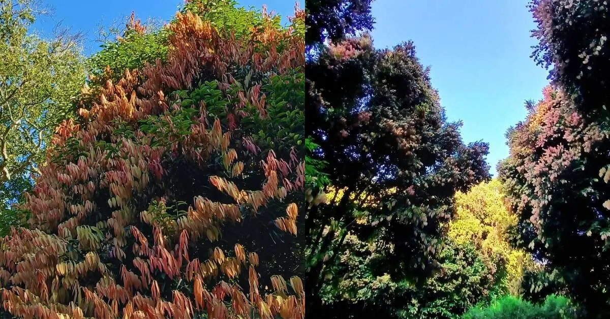 The legend behind the viral Pink Forest or Uppa Trees near Visakhapatnam!