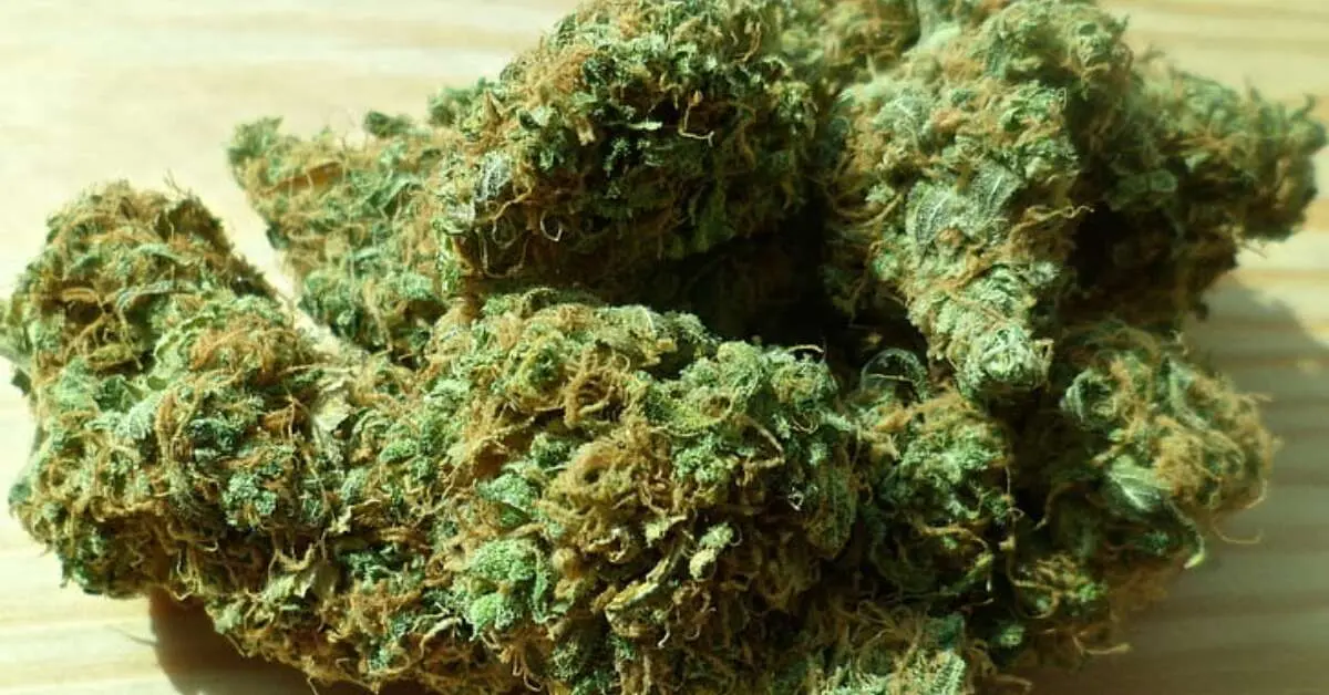 184 kg of ganja confiscated in Gajuwaka, Visakhapatnam; 8 arrested