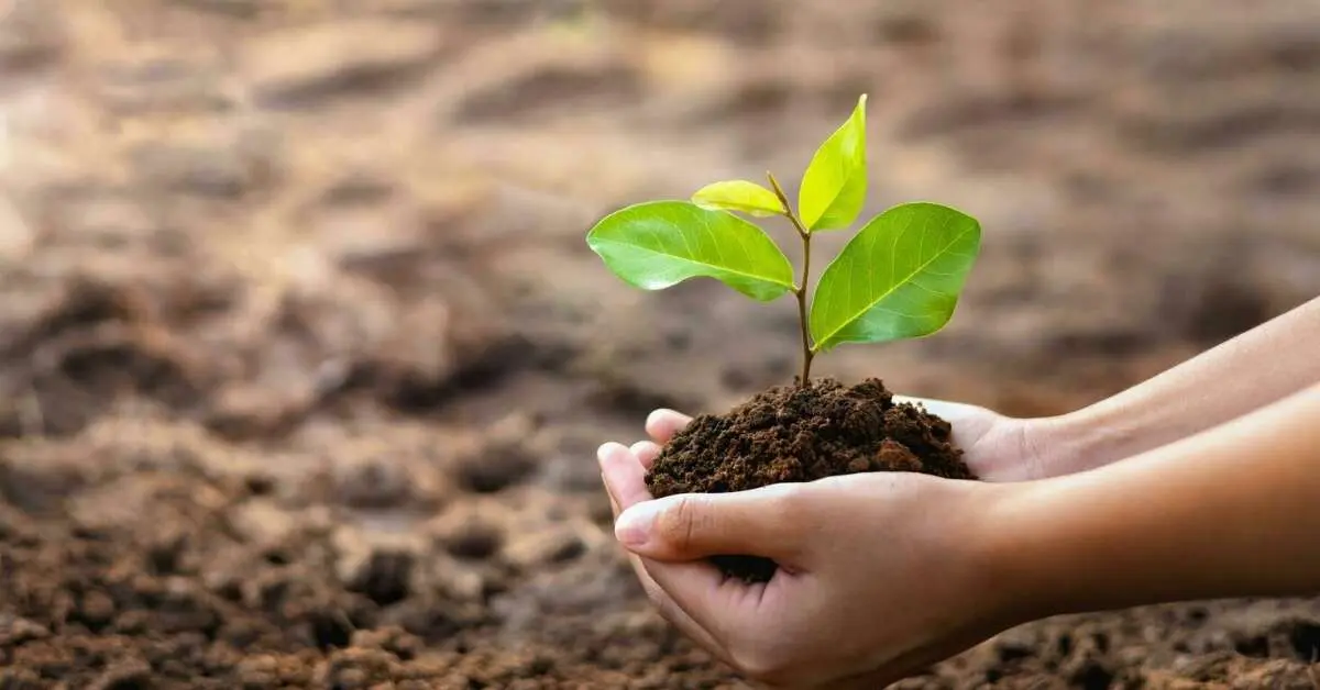 Visakhapatnam Port Authority to plant 1 million saplings in the city