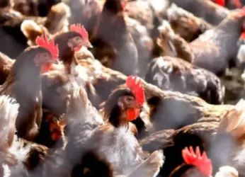 Bird flu alert: Is it safe to eat chicken, eggs in Visakhapatnam?
