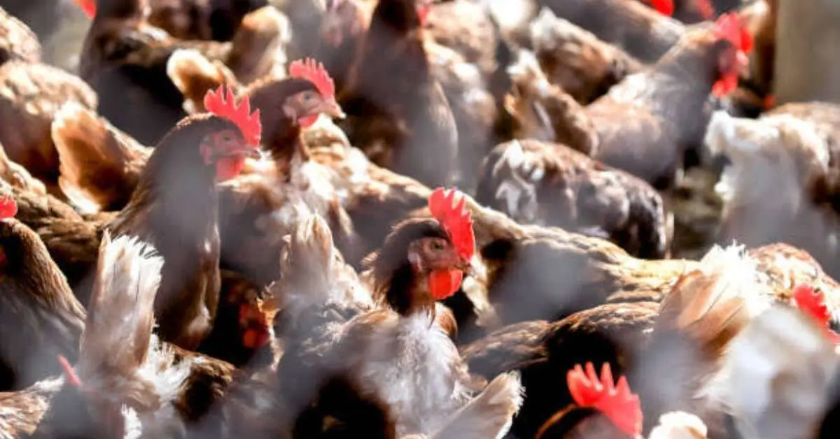 Bird flu alert: Is it safe to eat chicken, egg in Visakhapatnam? What authorities say