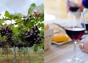 Get away from Visakhapatnam to these gorgeous vineyards in South India!