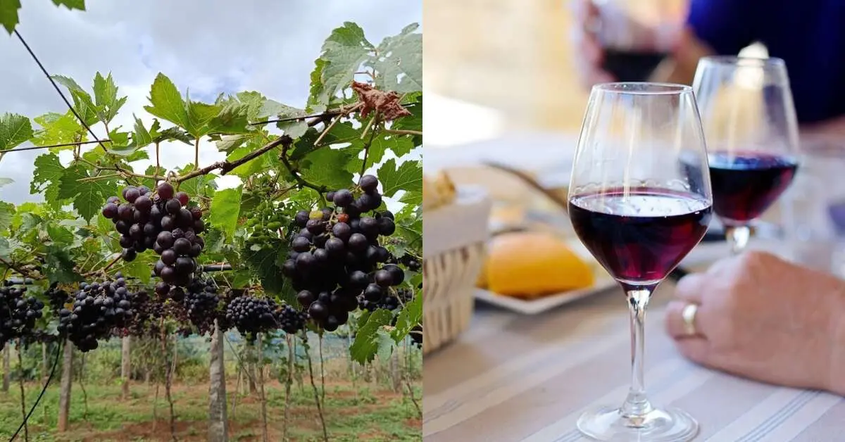 Get away from Visakhapatnam to these gorgeous vineyards in South India!