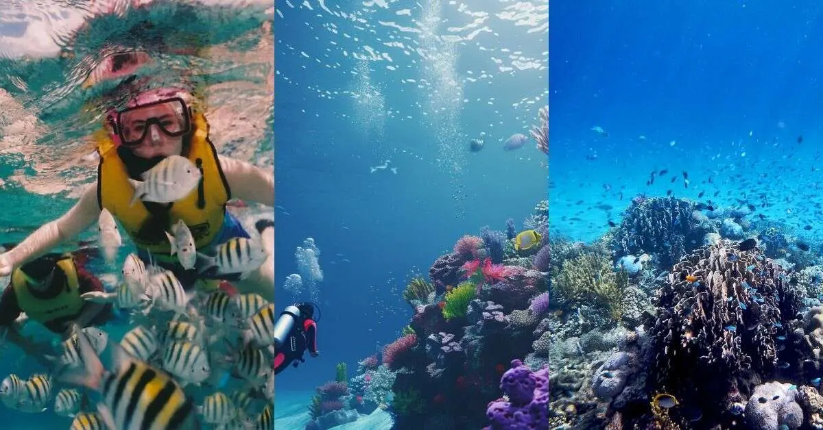 Snorkelling 101: A beginner's guide and top places to visit in India!