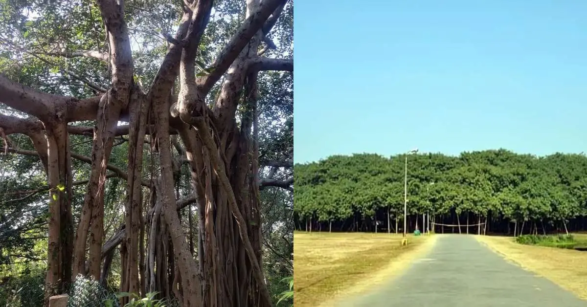 Beyond Visakhapatnam: This 550 YO banyan tree in AP is the world's largest tree canopy!