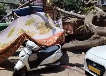 Tree falls, crushes woman to death in Seethammadhara, Visakhapatnam