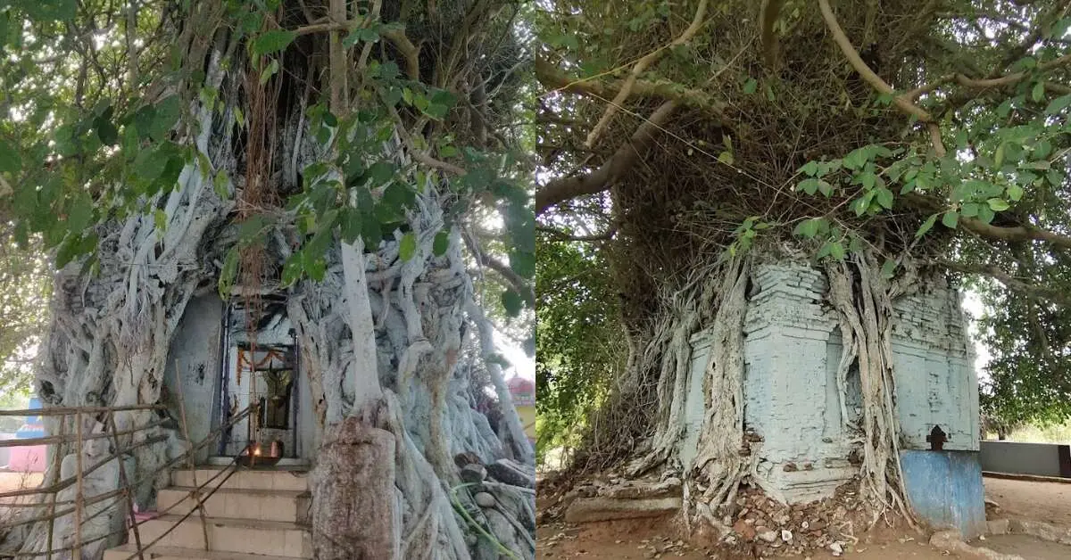 Just 2 hrs from Visakhapatnam, this unique 400 YO temple is inside a tree!