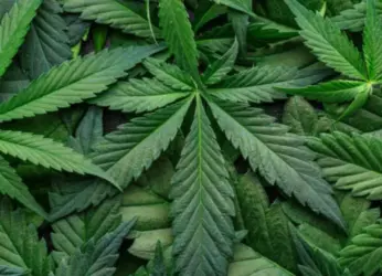 212 kgs of Marijuana Caught by Vizag Police