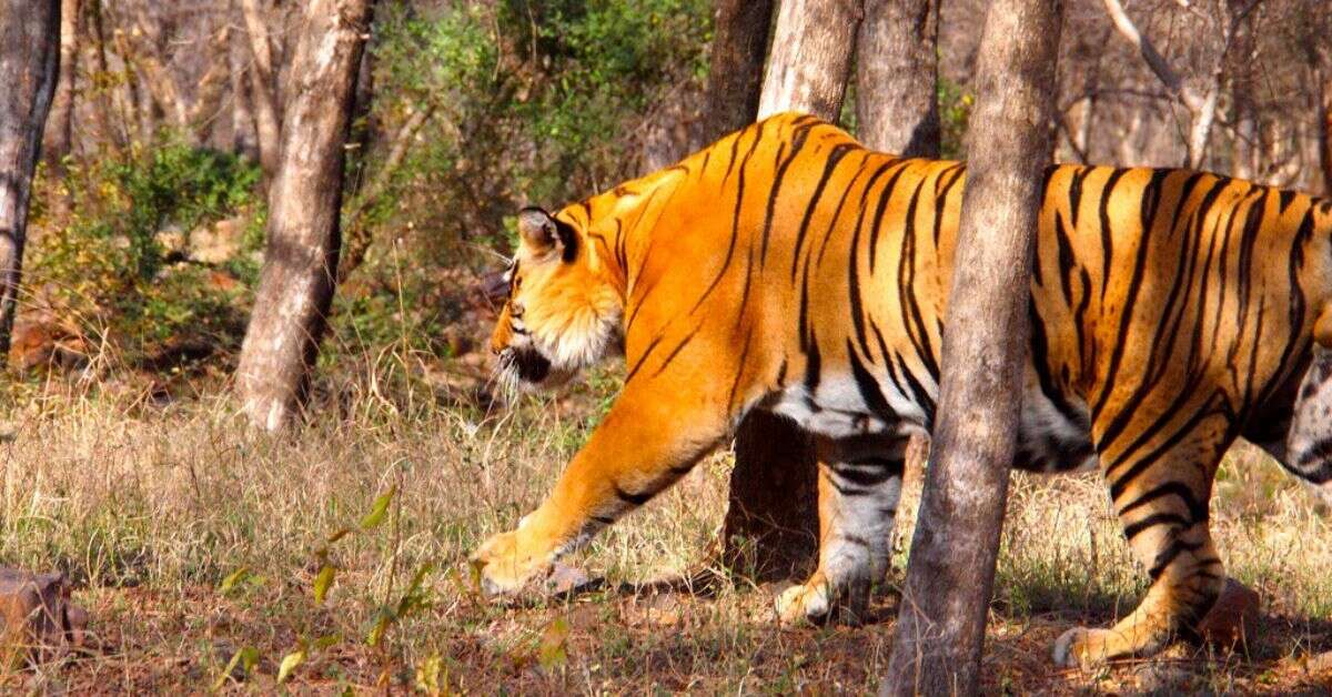 Ranthambore National Park, Rajasthan