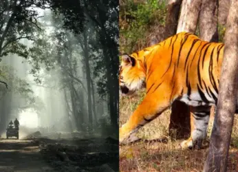 Loved Vizag’s Indira Gandhi Zoological Park? Explore these top national parks in India next!