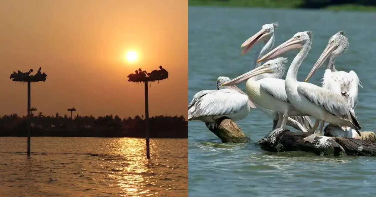 Just 300 km from Visakhapatnam, visit the largest shallow freshwater lake in Asia!
