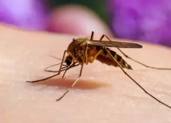 AI-Based Mosquito Surveillance System to be launched in Visakhapatnam
