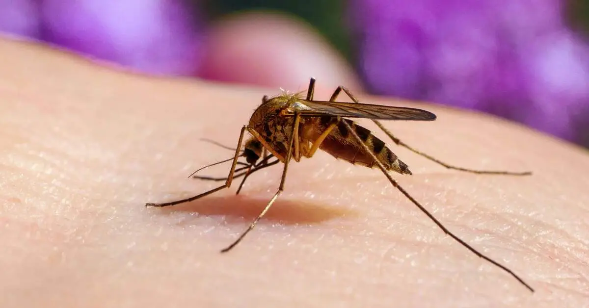 AI based mosquito surveillance