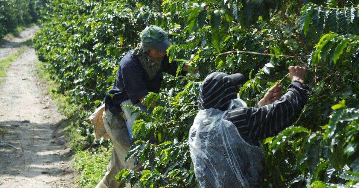 Coffee Planation Visit