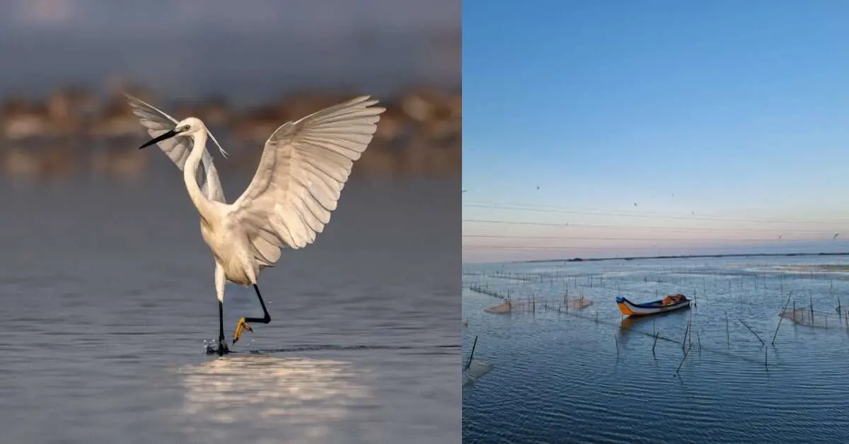 Vizag to Pulicat Lake: Exploring the Second-Largest Brackish Water Lagoon in India