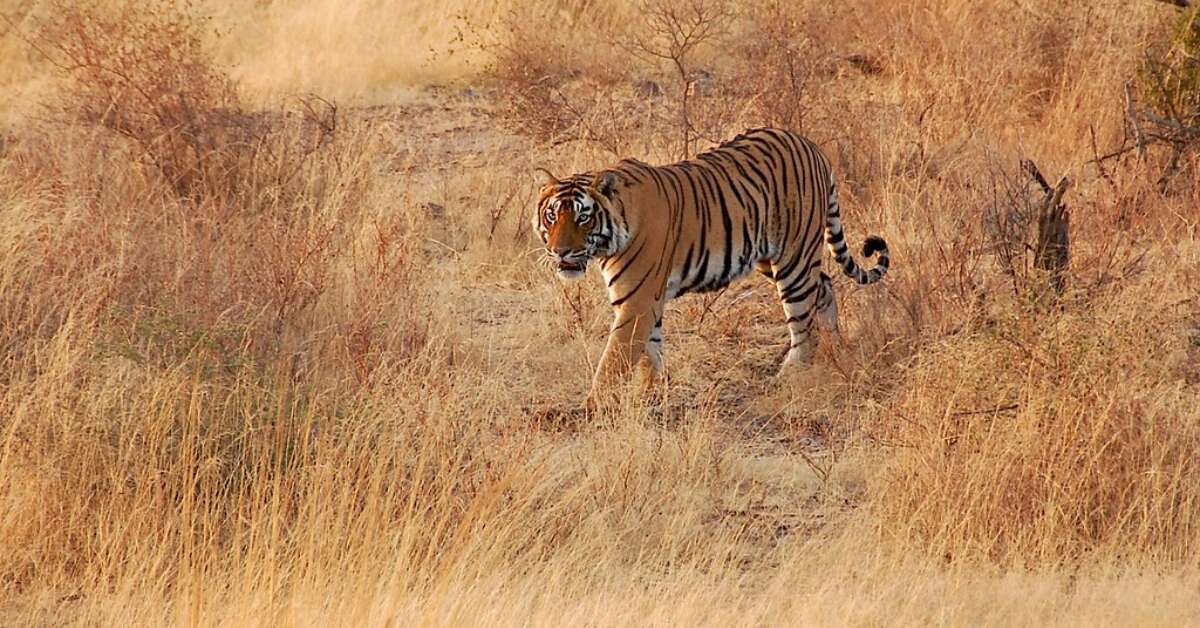 Plan a trip out of Vizag with friends? From Manali and Goa to Gokarna and Pondicherry, these are the best places to visit in India.