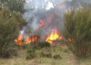 Visakhapatnam police destroy over 8,600 acres of illegal ganja plantations