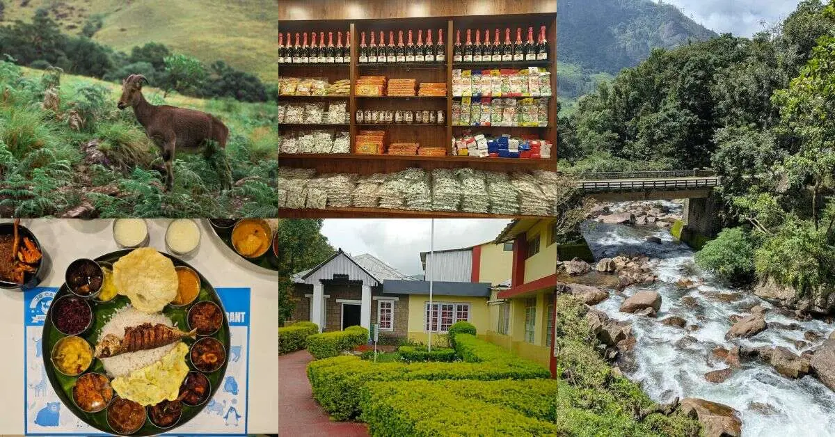 Munnar Travel Guide: Top Attractions & Tips For The Perfect Trip!