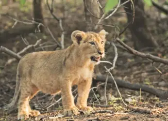 Two lion cubs born in Vizag zoo