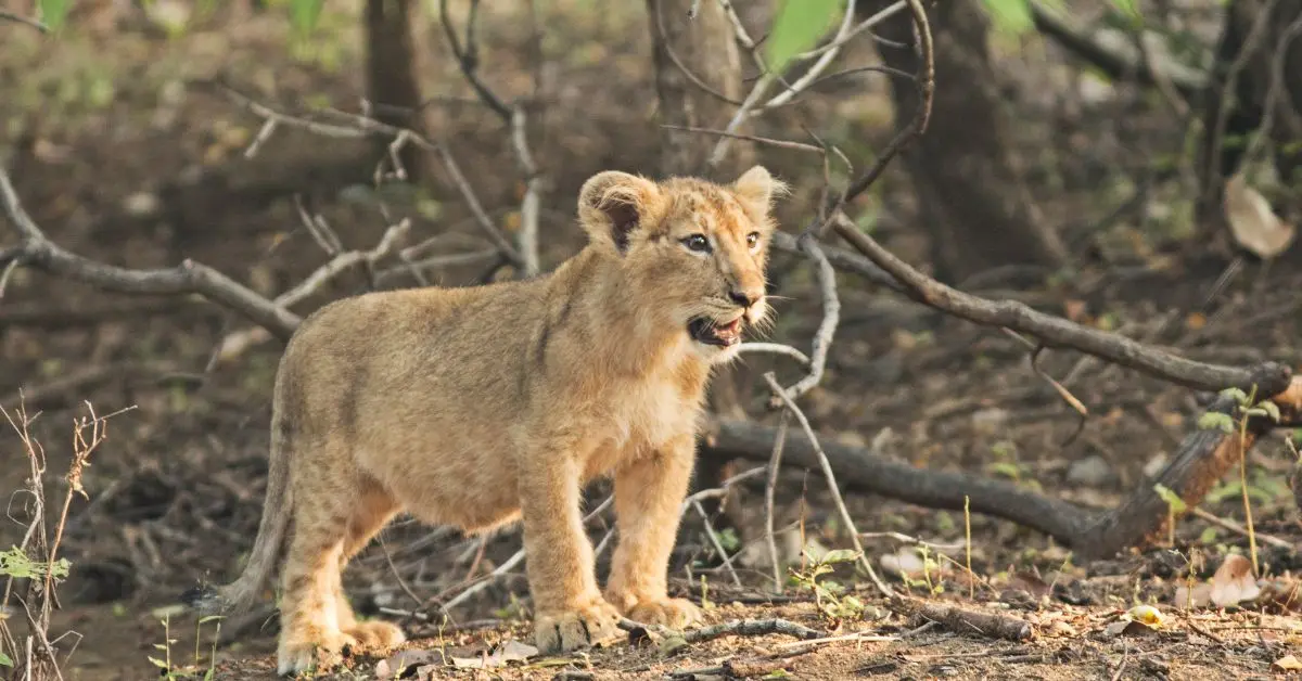 Visakhapatnam news: Two lion cubs born in Indira Gandhi Zoological Park