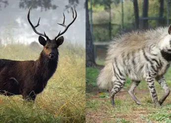 New attractions to delight visitors of Vizag zoo