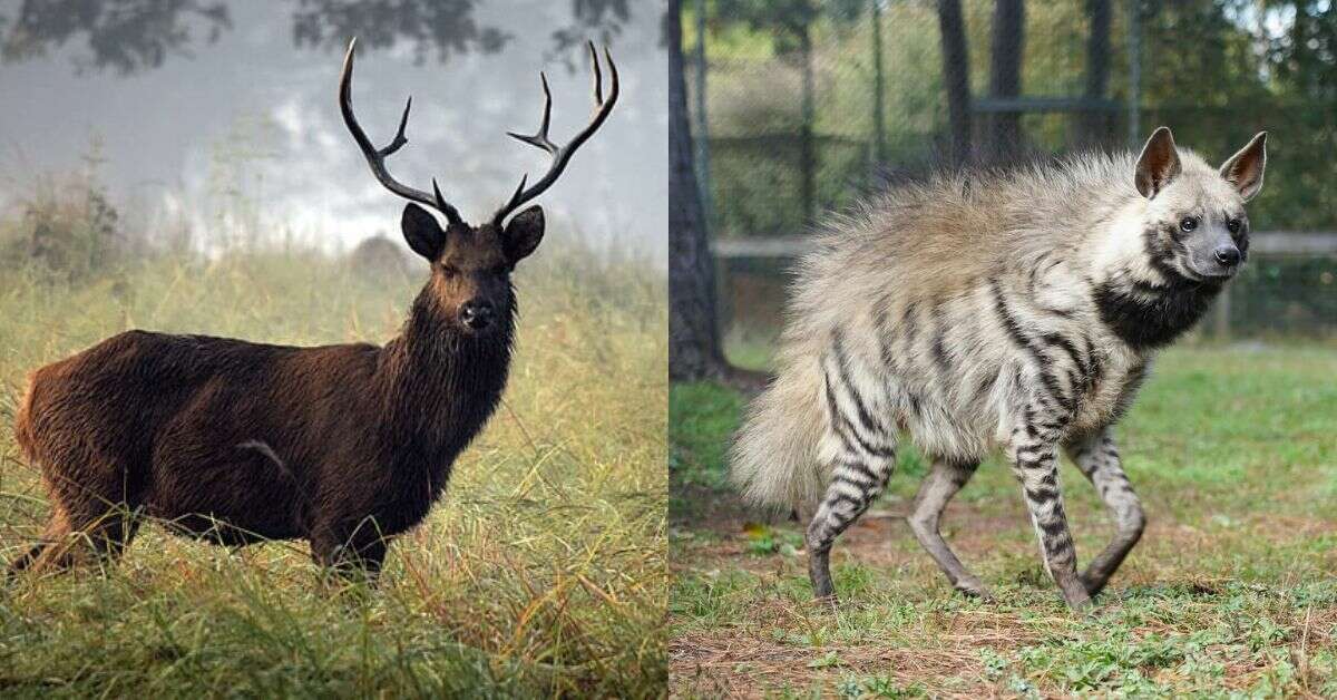 Indira Gandhi Zoological Park in Vizag gets 6 new animal species