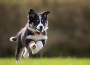 Bring the paws along! Best pet-friendly restaurants & cafes in Vizag to visit with your furry friend!