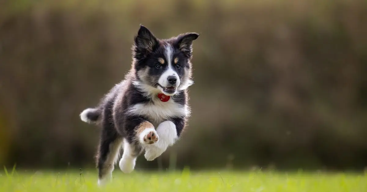 Best pet friendly restaurants in Vizag to visit with your furry friend!