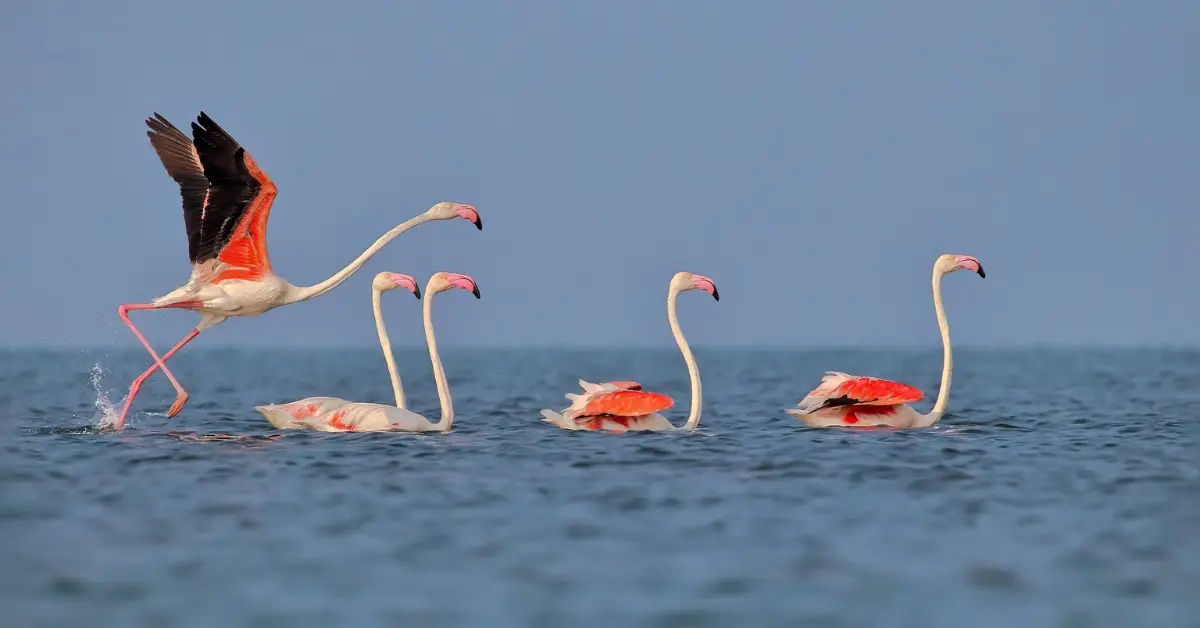 Vizag to Odisha Travel Guide: Top Places, Food & Travel Tips