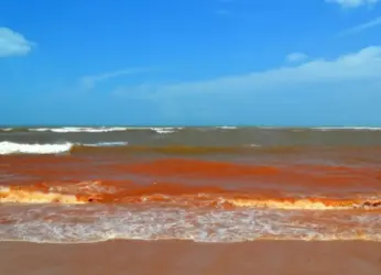 Vizag beach’s water and shore turn red, cause, impact explained