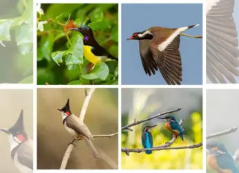 114 bird species spotted in Vizag near Airport and Khambala Lake