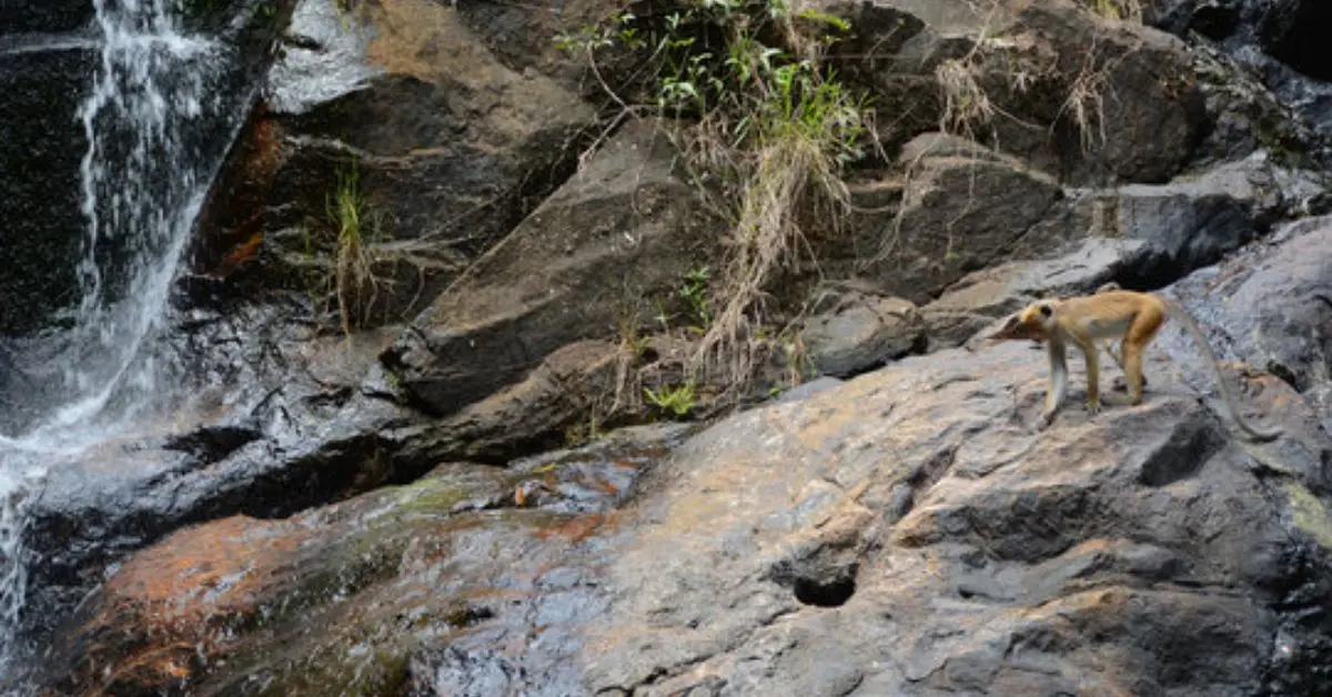 Jalatharangini Falls