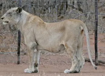 Asiatic lioness at Vizag Zoo passes away