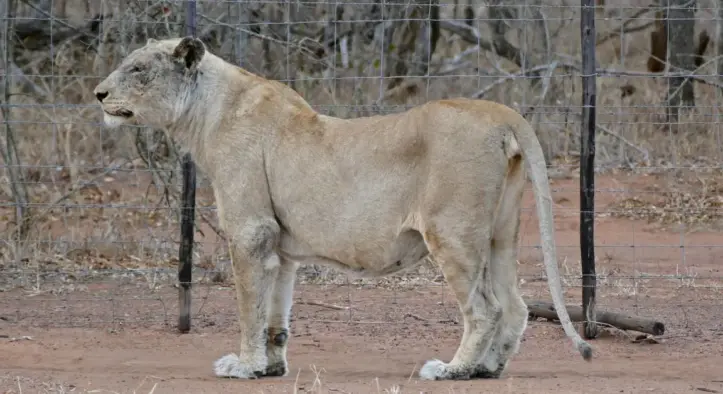 Asiatic lioness at Vizag Zoo passes away