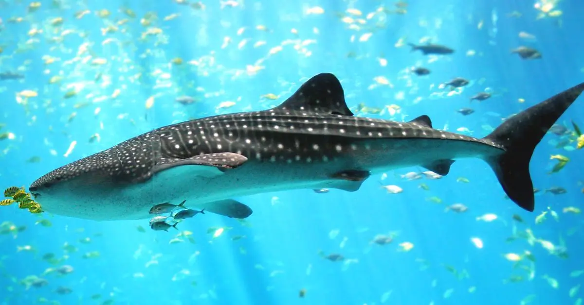 Whale shark sighting in Vizag thrills scuba divers