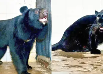 New attractions to delight zoo visitors