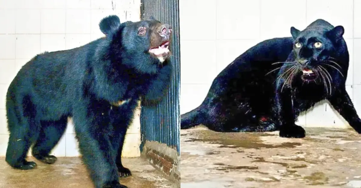 Indira Gandhi Zoological Park in Visakhapatnam gets new attractions