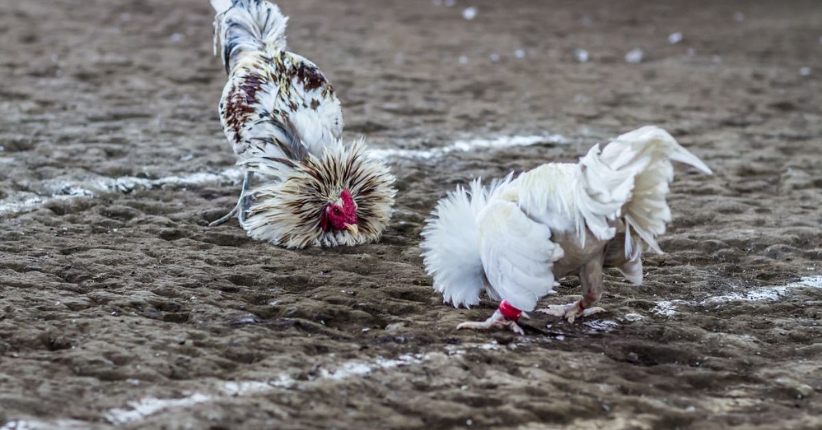 Vizag cockfighting raid: 70 held, lakhs in seized