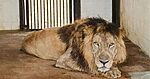 Vizag zoo lion death: Asiatic lion Leo dies at IGZP