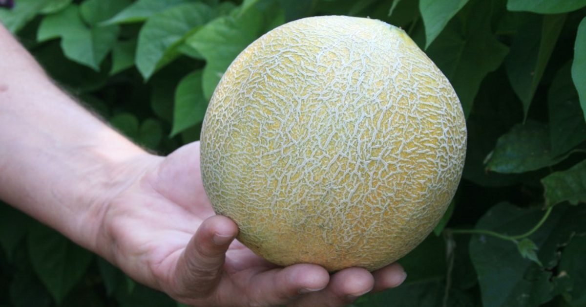 Summer fruits in India we wait all year for