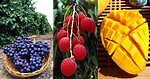 Summer fruits in India we wait all year for