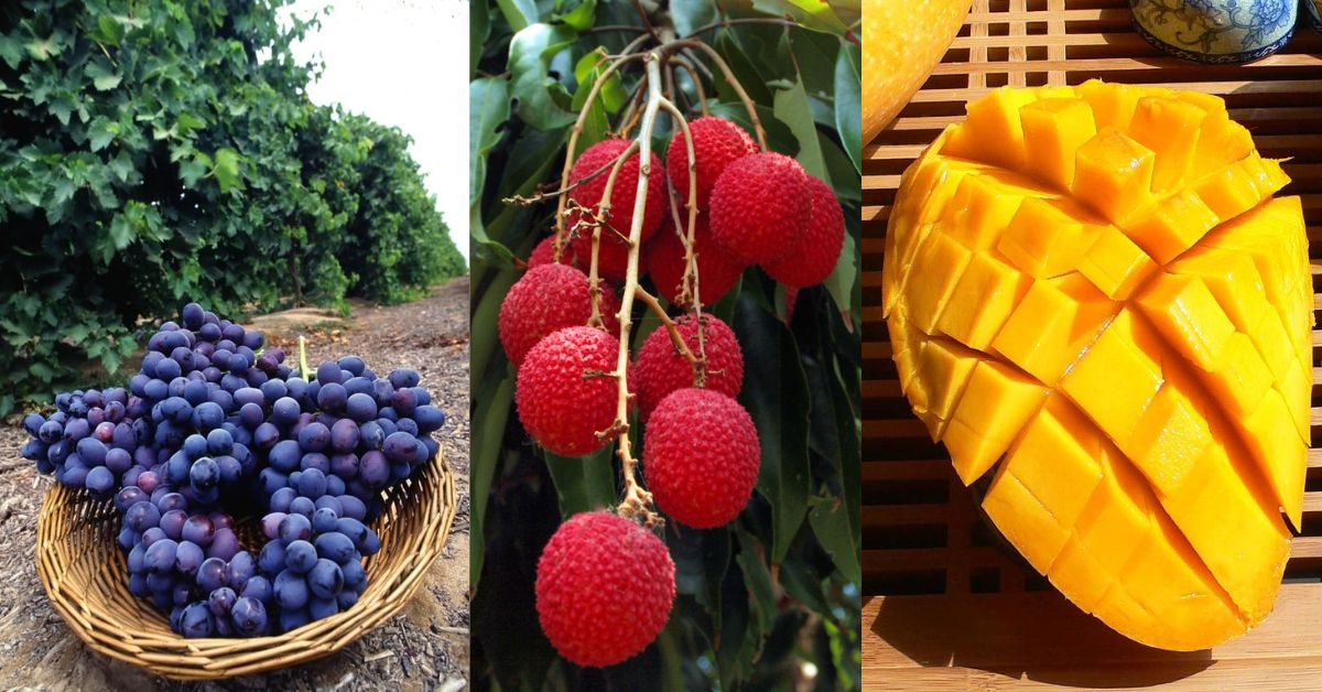 Summer fruits in India we wait all year for