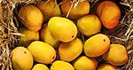 Organic mango mela in Visakhapatnam: 10 varieties, zero chemicals