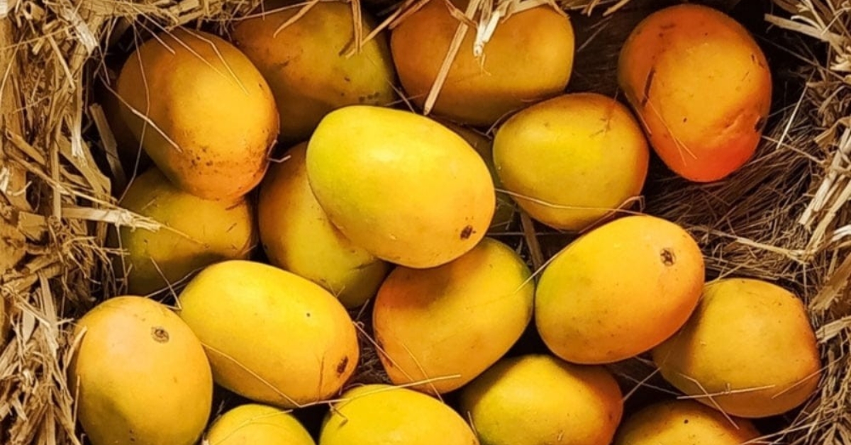Organic mango mela in Visakhapatnam: 10 varieties, zero chemicals