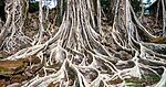 Vizag's Oldest Trees: The Living Heritage Behind the City's Growth