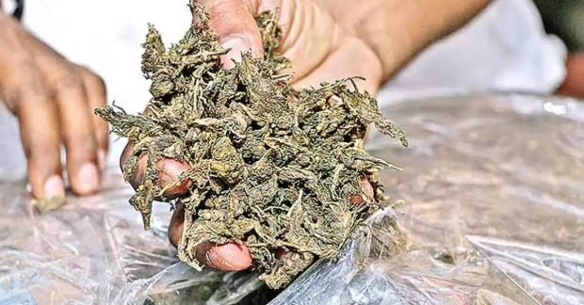 Visakhapatnam-Chennai highway accident case unmasks ganja smuggling
